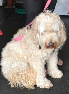 Narnie is a Labradoodle. She had a wash n blow dry, nails clipped, eyes and ears cleaned and her matted fur shaved down.. Pampered by Kylies cat Grooming services Also All Size Dogs