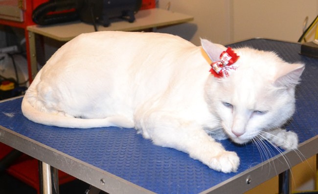 Ben is a Short hair Domestic. He had his fur shaved down, nails clipped, ears cleaned and a wash n blow dry.   Pampered by Kylies Cat Grooming Services Also All Size Dogs.