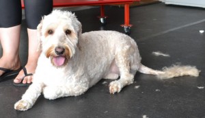 Narnie is a Labradoodle. She had a wash n blow dry, nails clipped, eyes and ears cleaned and her matted fur shaved down.. Pampered by Kylies cat Grooming services Also All Size Dogs