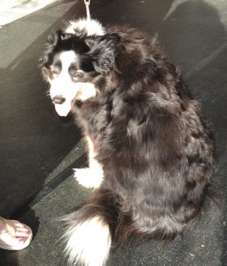 Rosie is a 12 year old Border Collie, she had a quick brush out, wash n blow dry, nails clipped and ears cleaned. Pampered by Kylies cat Grooming services Also All Size Dogs