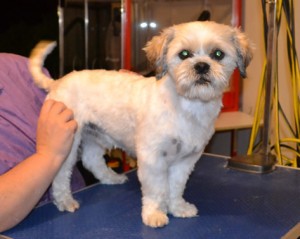 Max is a Maltese x Shih Tzu. He had his fur clipped, nails clipped, ears and eyes cleaned and a wash n blow dry. Pampered by Kylies cat Grooming services Also All Size Dogs.
