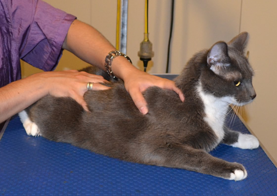 Basil is a Short hair Domestic. He had his fur shaved, ears cleaned, nails clipped and a wash n blow dry.  Pampered by Kylies Cat Grooming Services also all size dogs.