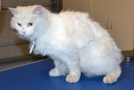 Marshmallow is a Medium hair Domestic. She had her fur shaved, nails clipped, ears and eyes cleaned and a wash. Pampered by  Kylies Cat Grooming Services also all size dogs.