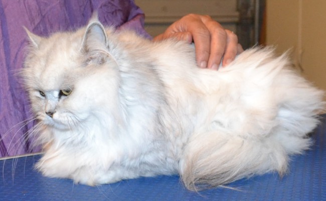 Fayfay is a Chinchilla X. She had her matted fur shaved down, nails clipped, ears cleaned, a wash n blow dry and a full set of Baby Pink Softpaw nail caps.  Pampered by Kylies Cat Grooming services Also All Size Dogs.