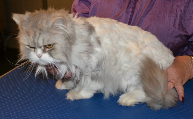 Kitkat is a Chinchilla x Himalayan. She had her matted fur shaved out, nails clipped, ears cleaned and a wash n blow dry.  Pampered by Kylies cat Grooming services Also All Size Dogs.