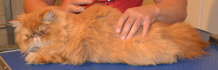 Peppy is a 1 yr old Persian. He had his fur shaved down, nails clipped and ears and eyes cleaned. Pampered by Kylies Cat Grooming Services also all size dogs.