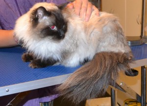 Frankie is a Ragdoll. He had his fur shaved down, nails clipped and ears cleaned. Pampered by Kylies Cat Grooming Services also all size dogs.