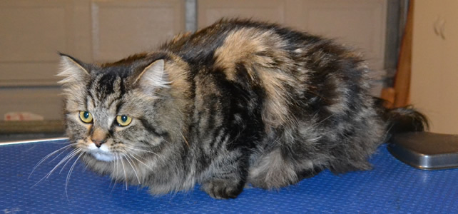 Roman is a medium Hair Domestic. He had his matted fur shaved down, Nails clipped and ears cleaned. Pampered by  Kylies Cat Grooming Services also all size dogs.