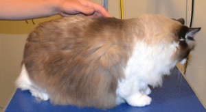 Cassie is a Ragdoll. She had her fur shaved down, nails clipped and ears cleaned. Pampered by Kylies Cat Grooming Services also all size dogs.