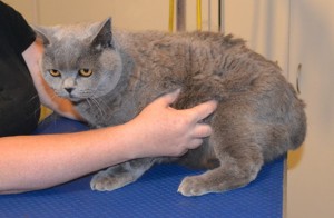 Elliot is a British Short Hair. He had his fur shaved down, nails clipped, ears cleaned and a full set of Blue Softpaw nails caps. Pampered by Kylies Cat Grooming Services also all size dogs.