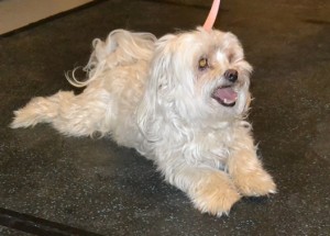 Roxy is a Maltese. She had her fur clipped short, nails clipped, ears and eyes cleaned and a wash n blow dry.Pampered by Kylies Cat Grooming Services also all size dogs.