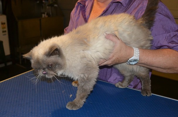 Mau is a Himalayan. He had his matted fur shaved off, nails clipped,ears and eyes cleaned and a wash n blow dry. Pampered by Kylies Cat Grooming Services also all size dogs