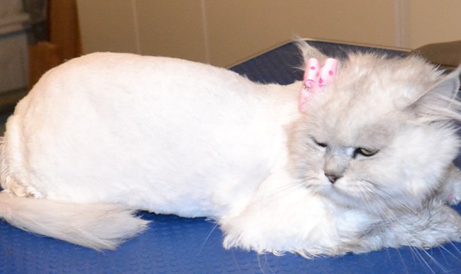 Fayfay is a Chinchilla X. She had her matted fur shaved down, nails clipped, ears cleaned, a wash n blow dry and a full set of Baby Pink Softpaw nail caps.  Pampered by Kylies Cat Grooming services Also All Size Dogs.