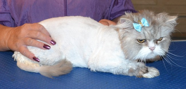Kitkat is a Chinchilla x Himalayan. She had her matted fur shaved out, nails clipped, ears cleaned and a wash n blow dry.  Pampered by Kylies cat Grooming services Also All Size Dogs.