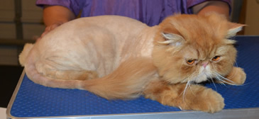 Peppy is a 1 yr old Persian. He had his fur shaved down, nails clipped and ears and eyes cleaned. Pampered by Kylies Cat Grooming Services also all size dogs.