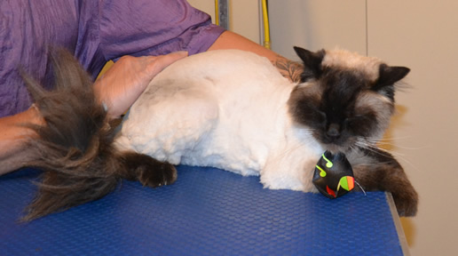 Frankie is a Ragdoll. He had his fur shaved down, nails clipped and ears cleaned.  Pampered by Kylies Cat Grooming Services also all size dogs.