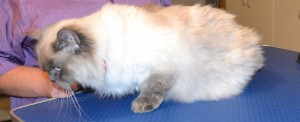Molly is a Himalayan Ragdoll. She had her fur shaved, nails clipped, ears cleaned and some Glitter Purple Softpaw nail caps. Pampered by Kylies Cat Grooming Services also all size dogs.