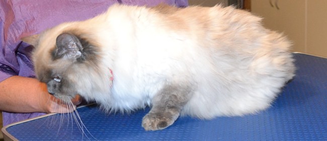 Molly is a Himalayan Ragdoll. She had her fur shaved, nails clipped, ears cleaned and some Glitter Purple Softpaw nail caps. Pampered by  Kylies Cat Grooming Services also all size dogs.