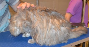 Smokey is a 17 yr old Persian x Domestic. She had her matted fur shaved off, nails clipped, ears cleaned and a wash n toweled dried after the pic. She was so good, she didn't even put up a fight and 1st time being groomed too. Pampered by Kylies Cat Grooming Services also all size dogs.