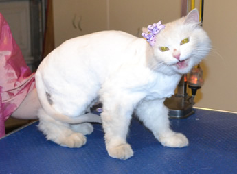Marshmallow is a Medium hair Domestic. She had her fur shaved, nails clipped, ears and eyes cleaned and a wash. Pampered by  Kylies Cat Grooming Services also all size dogs.