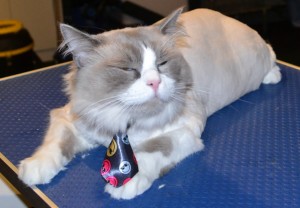 Whistler is a Ragdoll. He had his fur shaved down, nails clipped, and ears cleaned. Pampered by at Kylies Cat Grooming Services also all size dogs.