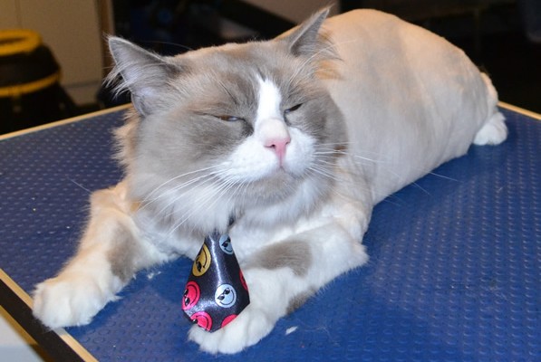 Whistler is a Ragdoll. He had his fur shaved down, nails clipped, and ears cleaned. Pampered by at Kylies Cat Grooming Services also all size dogs.