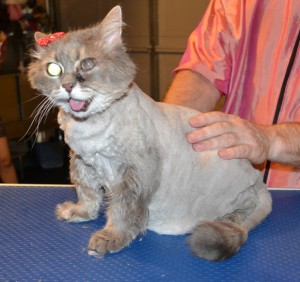 Smokey is a 17 yr old Persian x Domestic. She had her matted fur shaved off, nails clipped, ears cleaned and a wash n toweled dried after the pic. She was so good, she didn't even put up a fight and 1st time being groomed too. Pampered by Kylies Cat Grooming Services also all size dogs.