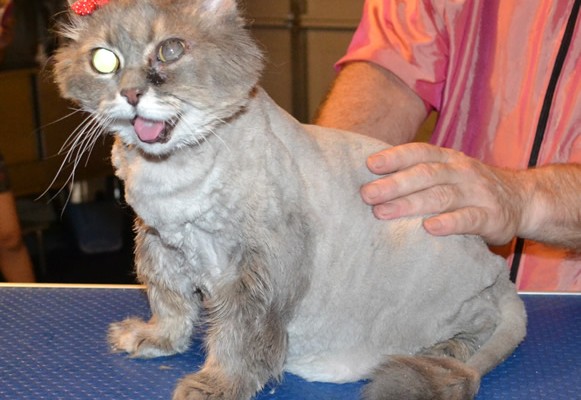 Smokey is a 17 yr old Persian x Domestic. She had her matted fur shaved off, nails clipped, ears cleaned and a wash n toweled dried after the pic. She was so good, she didn’t even put up a fight and 1st time being groomed too. Pampered by Kylies Cat Grooming Services also all size dogs.