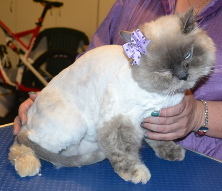 Molly is a Himalayan Ragdoll. She had her fur shaved, nails clipped, ears cleaned and some Glitter Purple Softpaw nail caps. Pampered by  Kylies Cat Grooming Services also all size dogs.