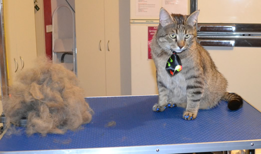 Metal is a Short hair tabby. He had his fur raked, ears cleaned, nails clipped and Blue Softpaw nail caps.   Pampered by Kylies Cat Grooming Services also all size dogs.