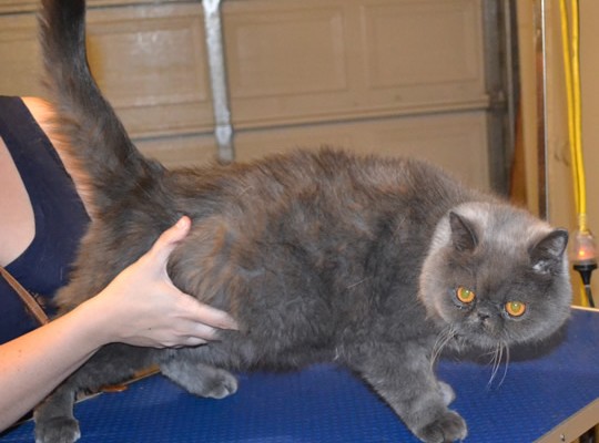 Merlin is a Exotic Short hair Persian. He had his fur shaved down, nails clipped and ears and eyes cleaned.Pampered by Kylies Cat Grooming Services also all size dogs.