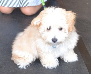 Biscuit is a 4 month old Moodle. He had a comb clip, ears and eyes cleaned, nails clipped and a wash n blow dry. He is wearing one of our cute tops purchased from Kylies cat Grooming services Also All Size Dogs. Pampered by Kylies Cat Grooming services Also All Size Dogs.