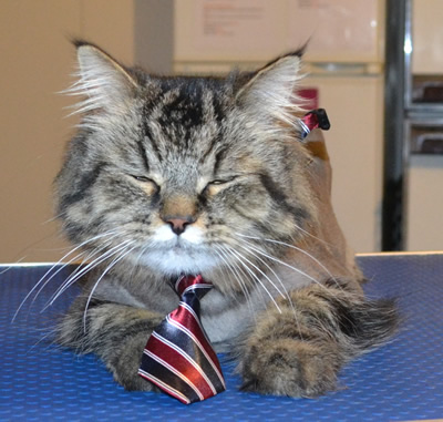 Roman is a medium Hair Domestic. He had his matted fur shaved down, Nails clipped and ears cleaned. Pampered by  Kylies Cat Grooming Services also all size dogs.