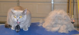 Perseus is a British Short hair. He had his fur raked, nails clipped and his ears cleaned. Pampered by Kylies Cat Grooming Services also all size dogs.