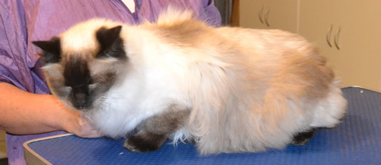 Phoenix is a Ragdoll. He had his fur shaved, nails clipped, ears cleaned and some Glitter Blue Softpaw nail caps. Pampered by  Kylies Cat Grooming Services also all size dogs.