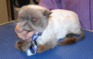 Mau is a Himalayan. He had his matted fur shaved off, nails clipped,ears and eyes cleaned and a wash n blow dry. Pampered by Kylies Cat Grooming Services also all size dogs