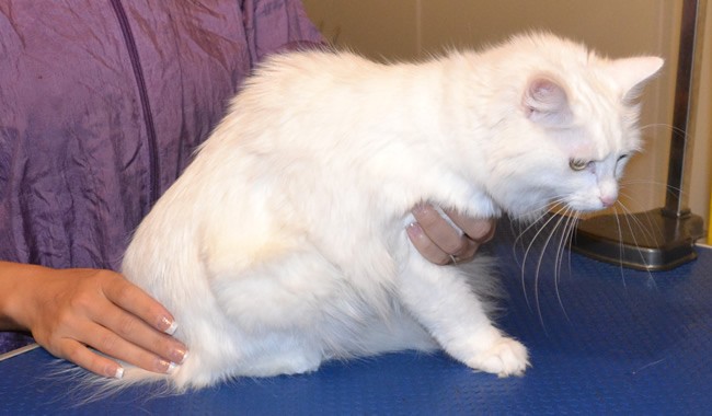 Lilly is a Turkish Angora. She had her fur shaved down, nails clipped, ears cleaned and Glitter Violet Softpaw nail caps.   Pampered by  Kylies Cat Grooming Services also all size dogs.