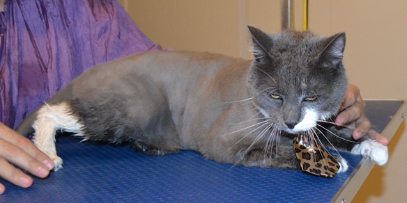 Basil is a Short hair Domestic. He had his fur shaved, ears cleaned, nails clipped and a wash n blow dry.  Pampered by Kylies Cat Grooming Services also all size dogs.