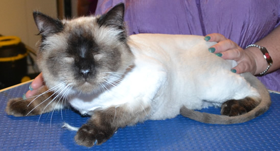 Phoenix is a Ragdoll. He had his fur shaved, nails clipped, ears cleaned and some Glitter Blue Softpaw nail caps. Pampered by  Kylies Cat Grooming Services also all size dogs.
