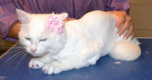 Lilly is a Turkish Angora. She had her fur shaved down, nails clipped, ears cleaned and Glitter Violet Softpaw nail caps. Pampered by Kylies Cat Grooming Services also all size dogs.
