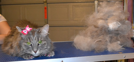 Misty is a Medium hair tabby. She had her fur raked, ears cleaned, nails clipped and Baby Pink Softpaw nail caps.   Pampered by Kylies Cat Grooming Services also all size dogs.