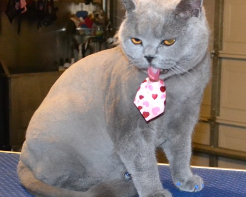 Elliot is a British Short Hair. He had his fur shaved down, nails clipped, ears cleaned and a full set of Blue Softpaw nails caps. Pampered by Kylies Cat Grooming Services also all size dogs.