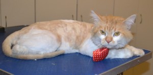 Bella is a male Long hair Moggy. He had his matted fur shaved off, nails clipped, ears cleaned and a wash. Pampered by Kylies Cat Grooming Services also all size dogs.