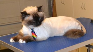 Pluto is a Birman. He had his fur shaved down, nails clipped and ears and eyes cleaned. Pampered by Kylies Cat Grooming Services also all size dogs.