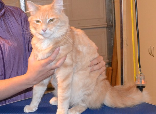 Captain is a Long hair Domestic. He had his fur shaved down, nails clipped and ears cleaned. (His long fur was all cut off by his owner during the 40 plus degree heat to give him a bit off relief) Which would of helped him with the heat. Pampered by Kylies Cat Grooming Services also all size dogs.