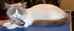 Whistler is a Ragdoll. He had his fur shaved down, nails clipped, and ears cleaned. Pampered by at Kylies Cat Grooming Services also all size dogs.