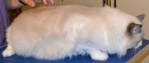 Mookie is a Ragdoll. He had his Fur shaved down, nails clipped and ears cleaned. Pampered by Kylies Cat Grooming Services also all size dogs.