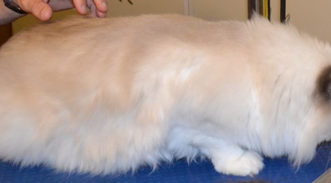 Mookie is a Ragdoll. He had his Fur shaved down, nails clipped and ears cleaned. Pampered by Kylies Cat Grooming Services also all size dogs.
