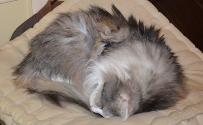 Annie is a 21 yr old Long hair Moggy. This was another house call as the client is house bound. She had her matted fur shaved down, nails clipped and her ears cleaned.  Pampered by Kylies cat Grooming services Also All Size Dogs.
