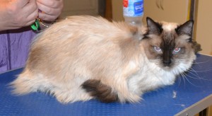 Naya is a Ragdoll. She had her fur shaved, nails clipped, ears cleaned and some Hot Pink Softpaw nail caps. Pampered by Kylies Cat Grooming Services also all size dogs.